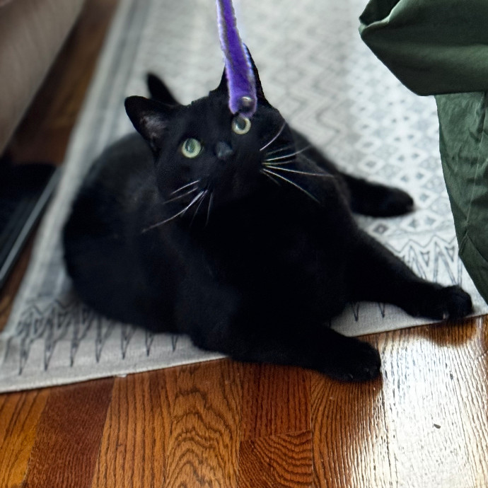 Cap Hill Cat Crazy
