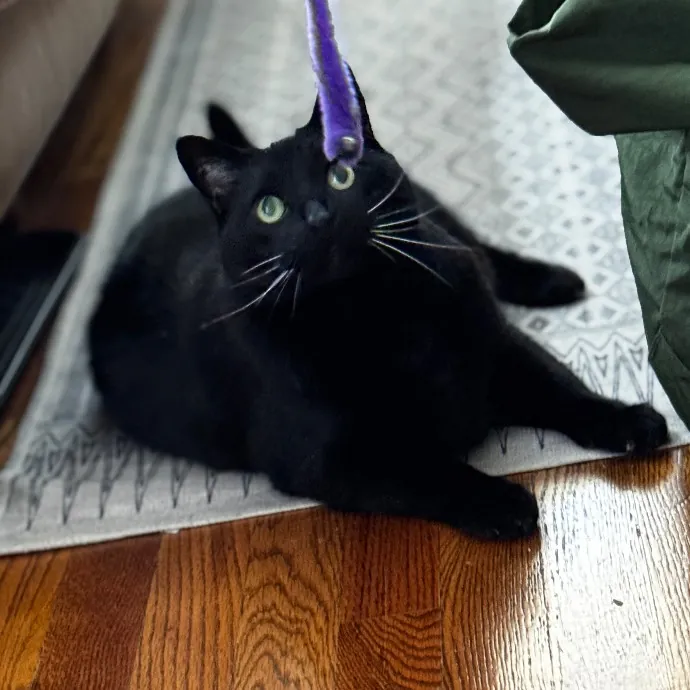 Cap Hill Cat Crazy