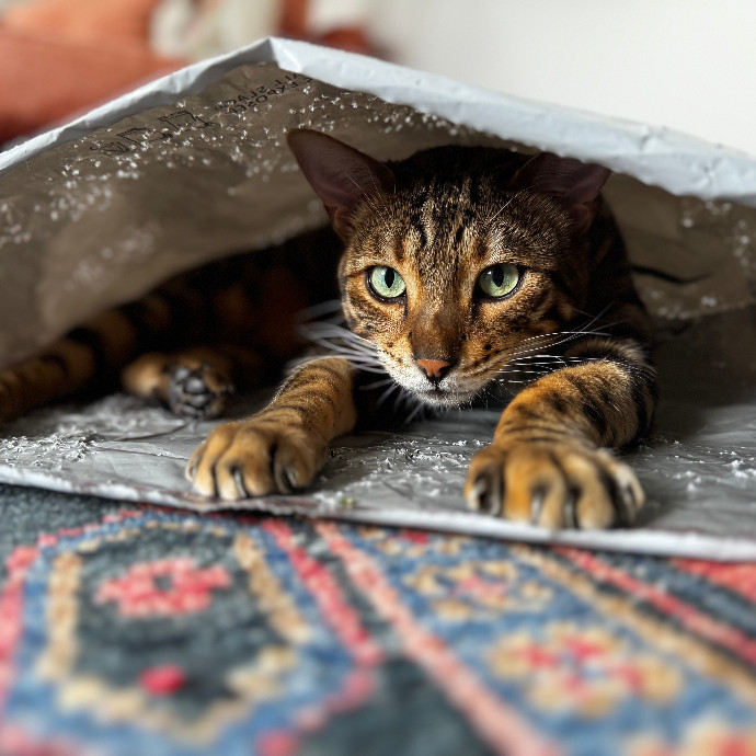 Cap Hill Cat Crazy