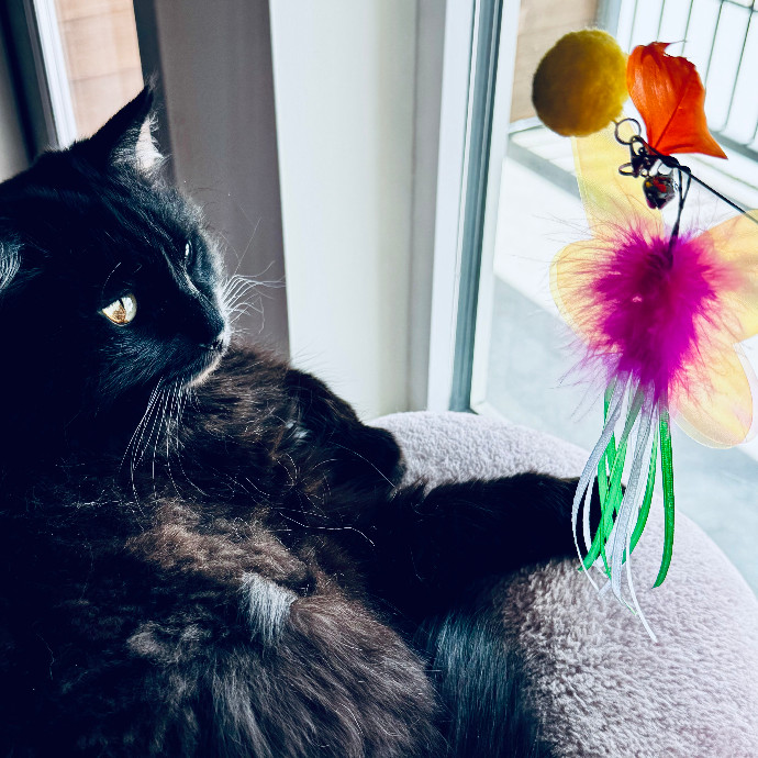 Cap Hill Cat Crazy