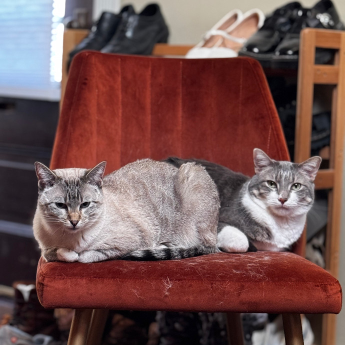 Cap Hill Cat Crazy