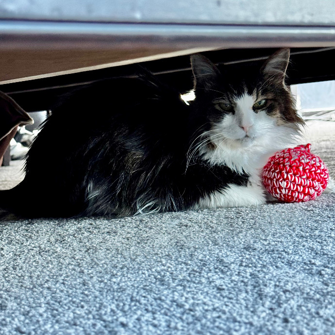 Cap Hill Cat Crazy