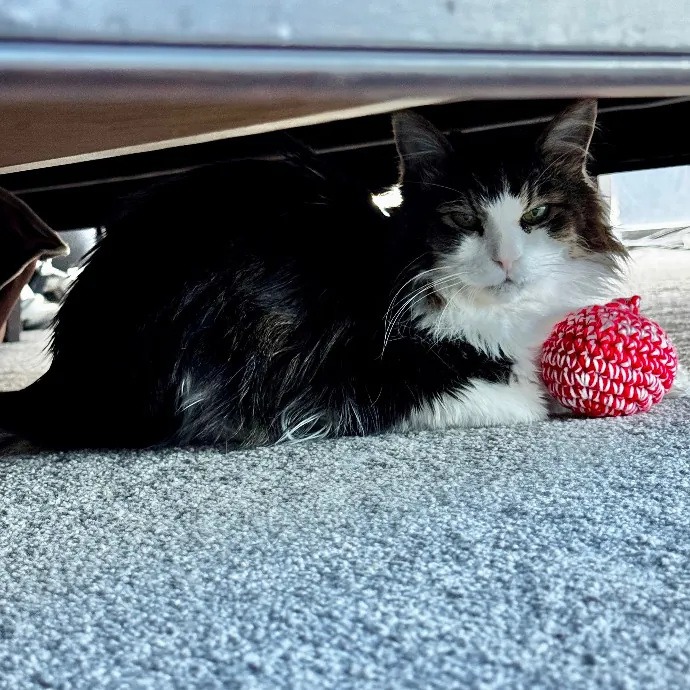 Cap Hill Cat Crazy