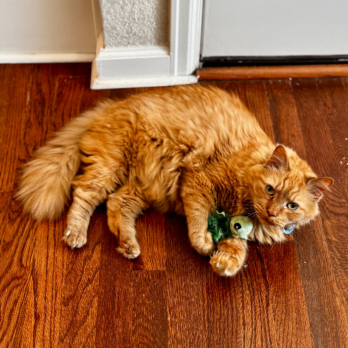 Cap Hill Cat Crazy