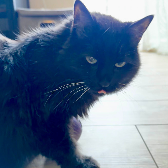 Cap Hill Cat Crazy