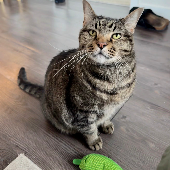 Cap Hill Cat Crazy