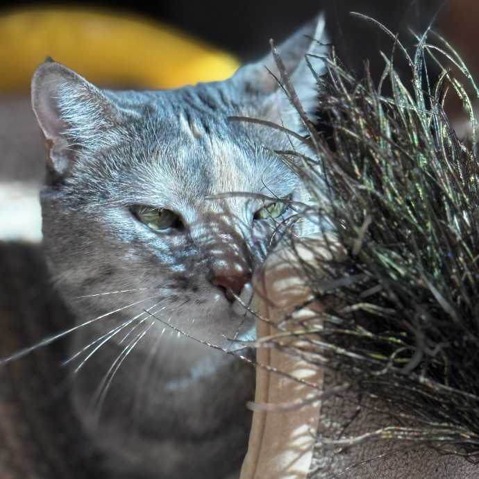 Cap Hill Cat Crazy
