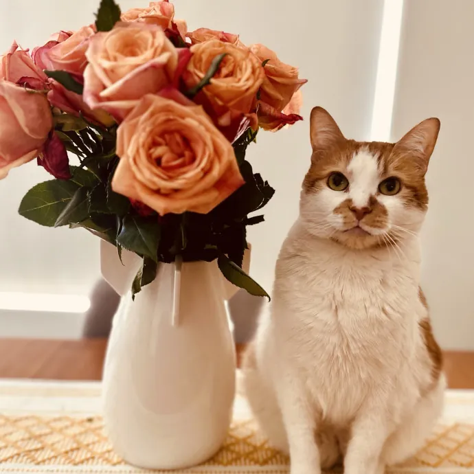 Lifelong Cat Devotee  Senior Care Pro
