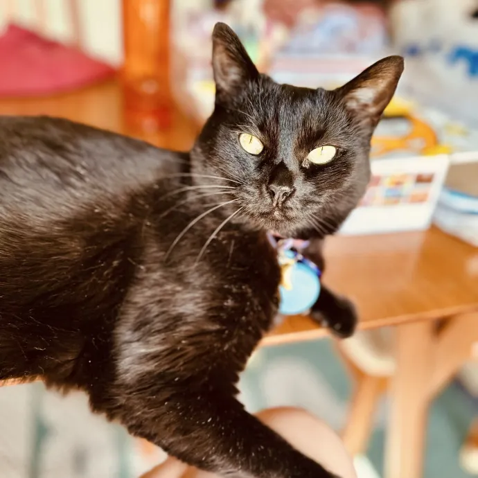 Lifelong Cat Devotee  Senior Care Pro photo 4