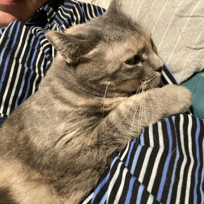 Cat Whisperer