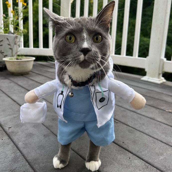 Kimi's Kitty Concierge photo 2