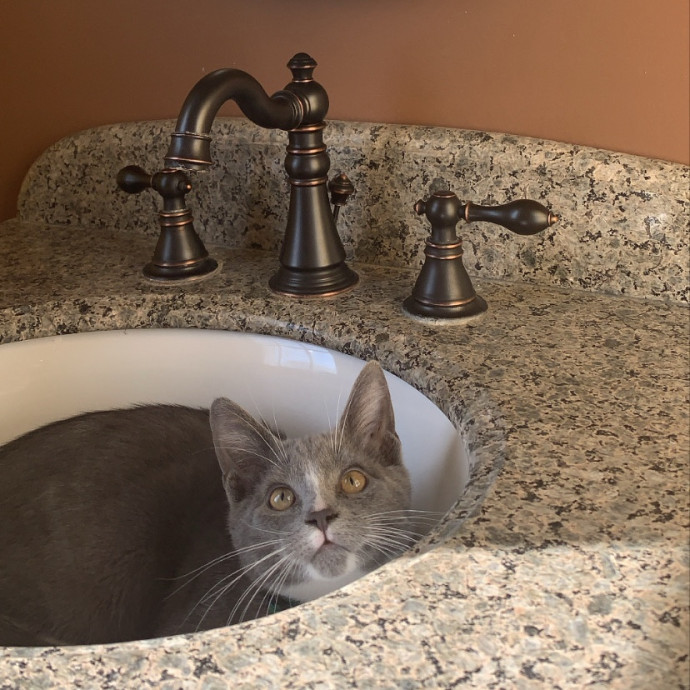 Kimi's Kitty Concierge