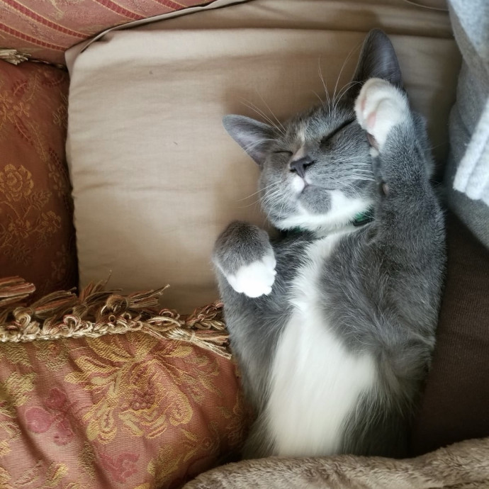 Kimi's Kitty Concierge