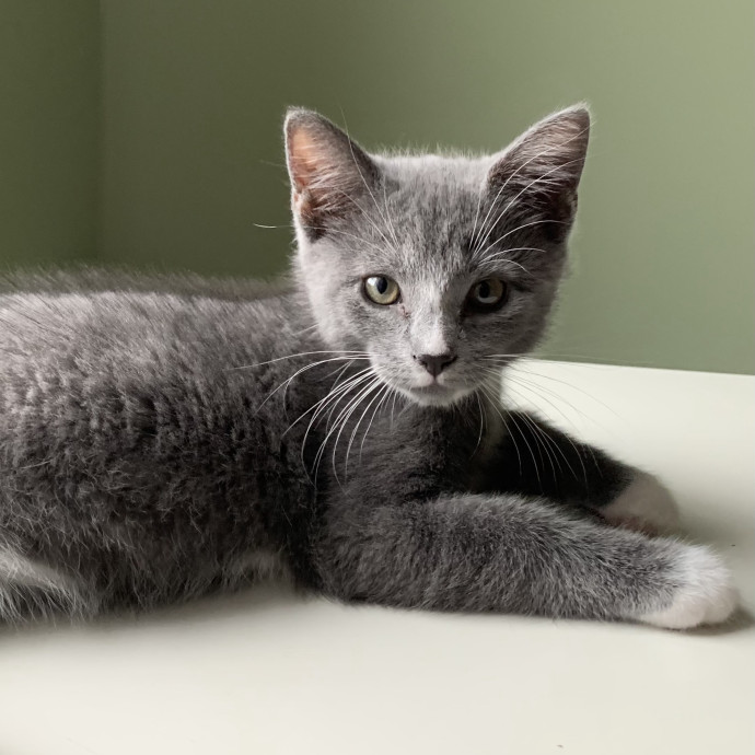Kimi's Kitty Concierge