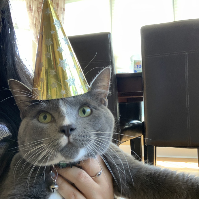 Kimi's Kitty Concierge photo 3