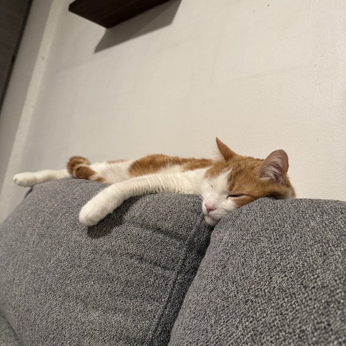 Your Cats Next Best Friend