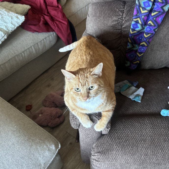 The Cats Meow