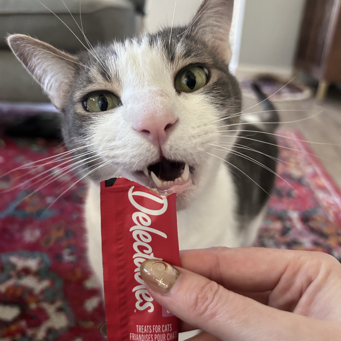 The Cats Meow
