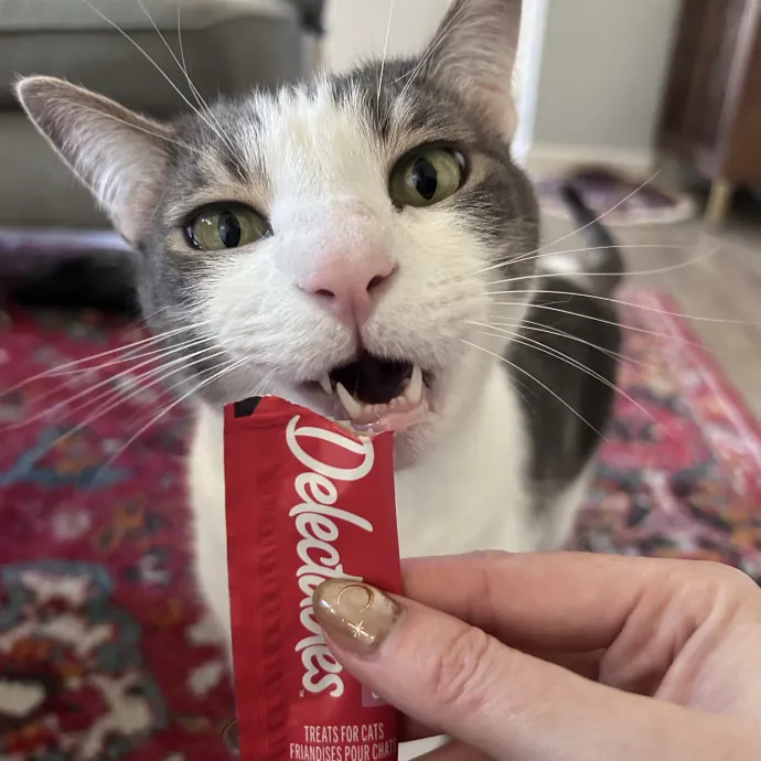 The Cats Meow
