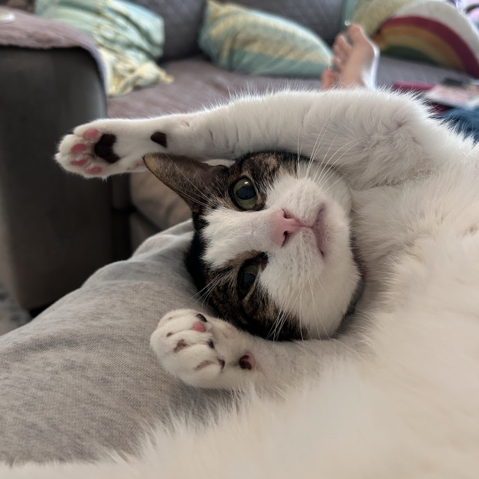 The Cats Meow