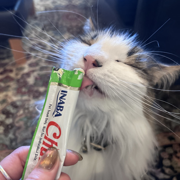 The Cats Meow