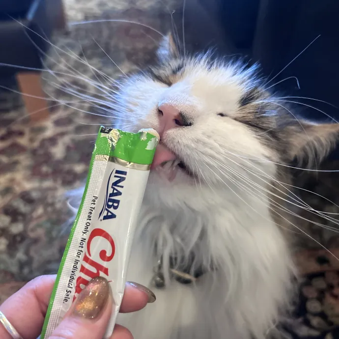 The Cats Meow
