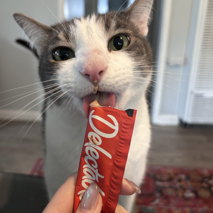 The Cats Meow