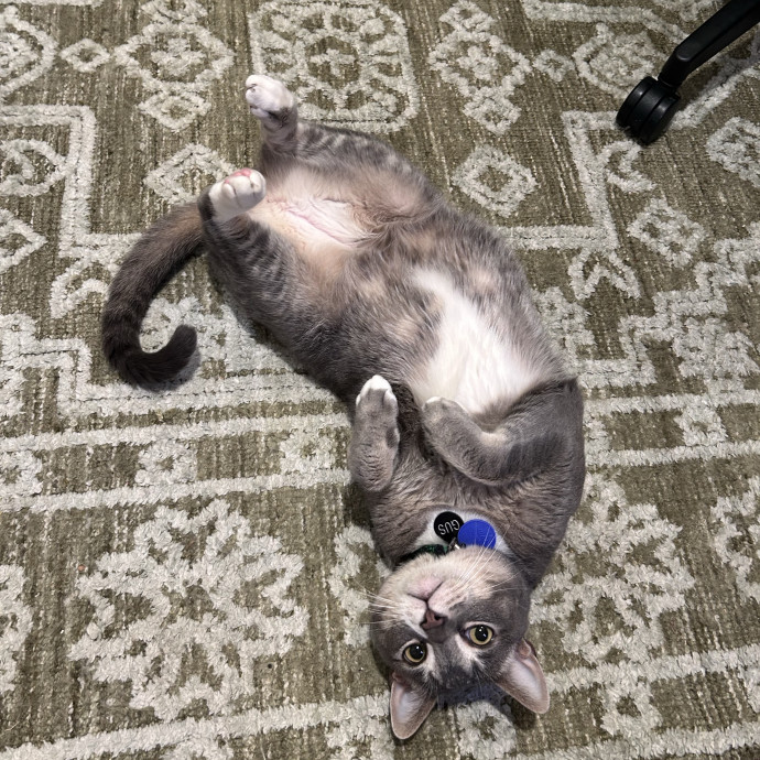The Cats Meow