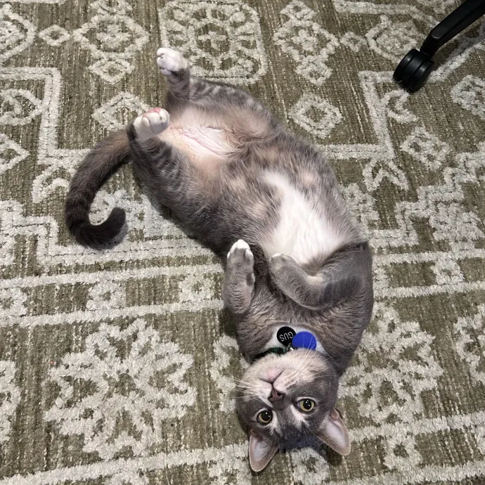 The Cats Meow