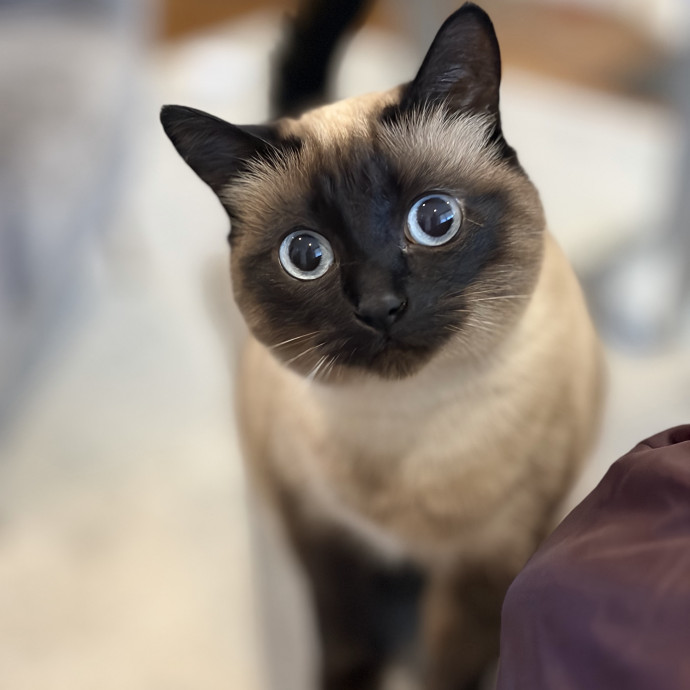 The Cats Meow
