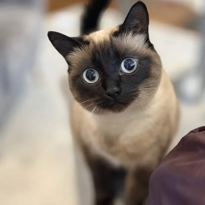 The Cats Meow