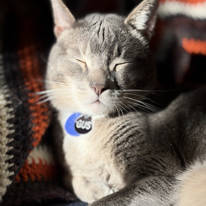 The Cats Meow