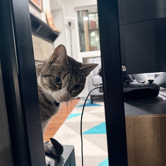Your Cat Will Love Me