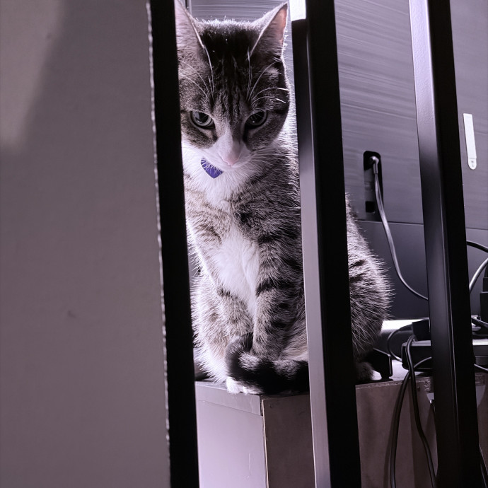 Your Cat Will Love Me