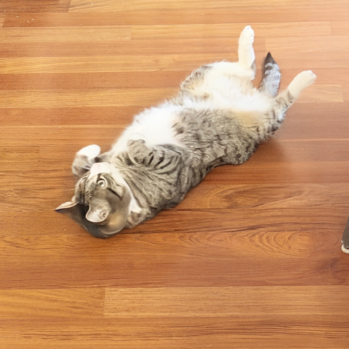 Your Cat Will Love Me