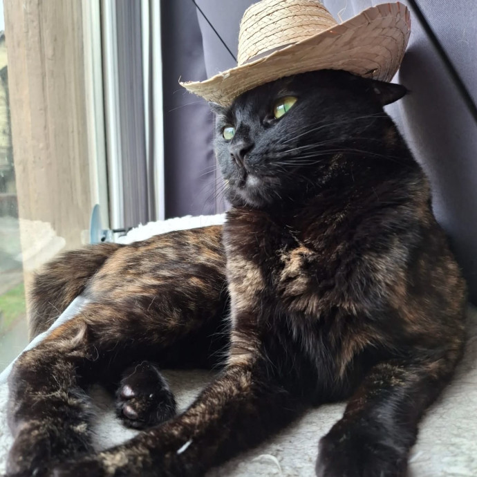 Your Cat Will Love Me photo 3