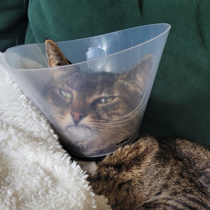 Your Cat Will Love Me photo 2