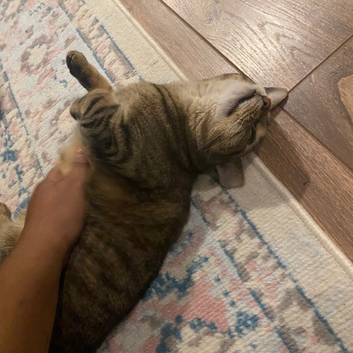 Kitty Love With Lo In Dc