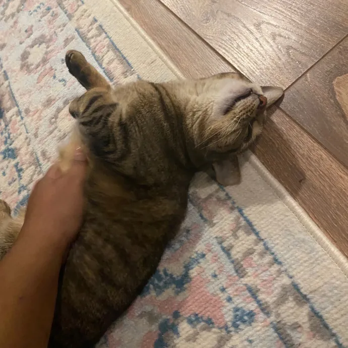 Kitty Love With Lo In Dc