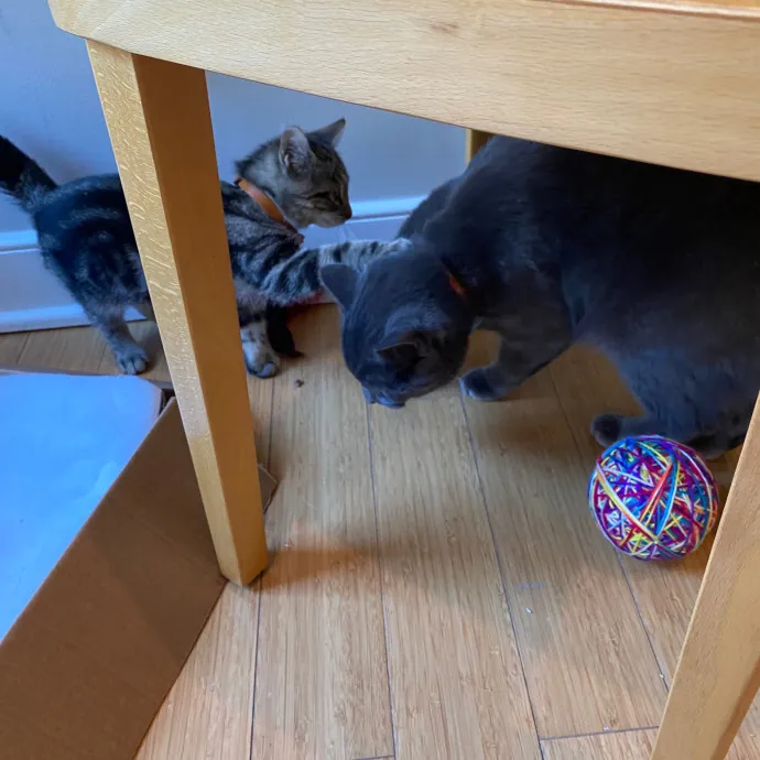 Kitty Love With Lo In Dc