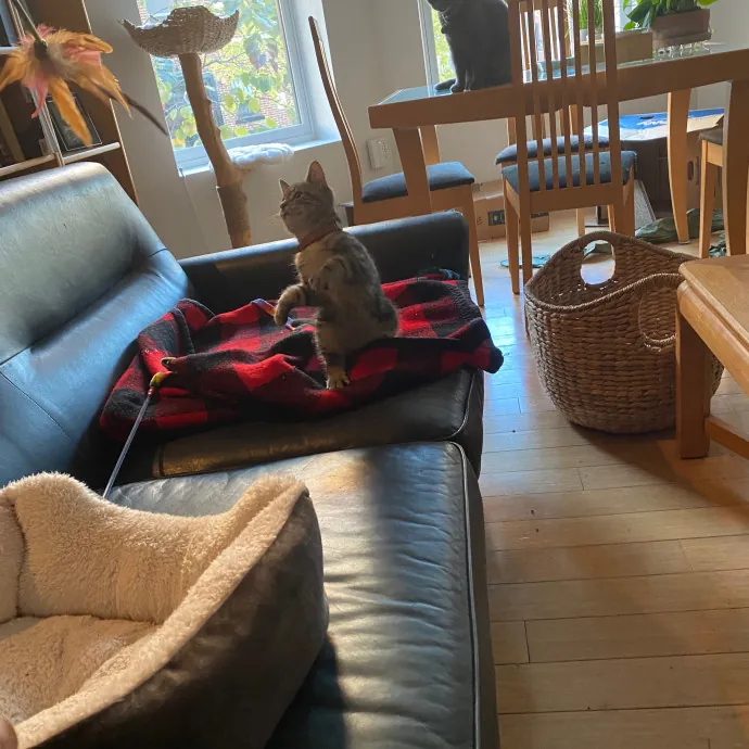 Kitty Love With Lo In Dc