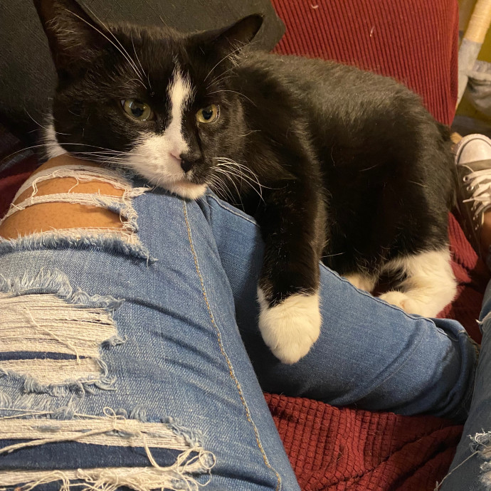 Kitty Love With Lo In Dc