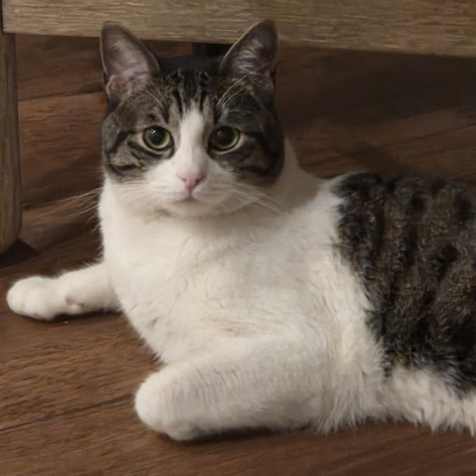 Your Purrfect Cat Sitter