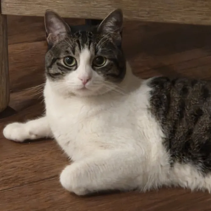 Your Purrfect Cat Sitter