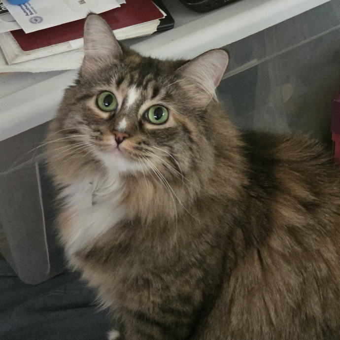 Your Purrfect Cat Sitter