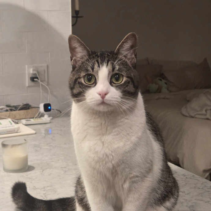 Your Purrfect Cat Sitter