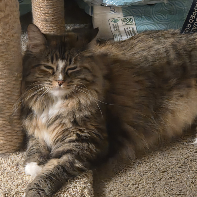 Your Purrfect Cat Sitter