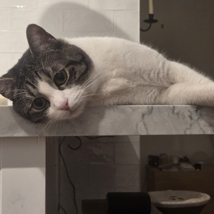 Your Purrfect Cat Sitter
