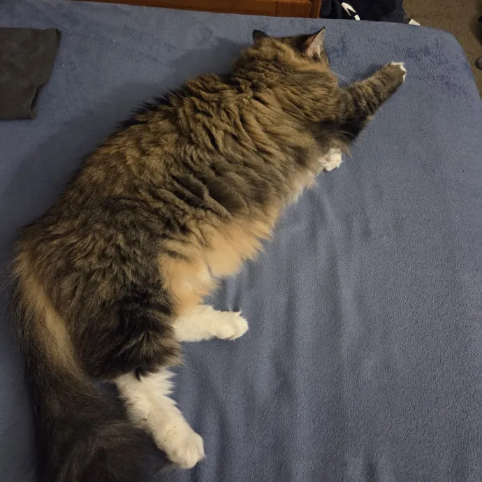 Your Purrfect Cat Sitter photo 4