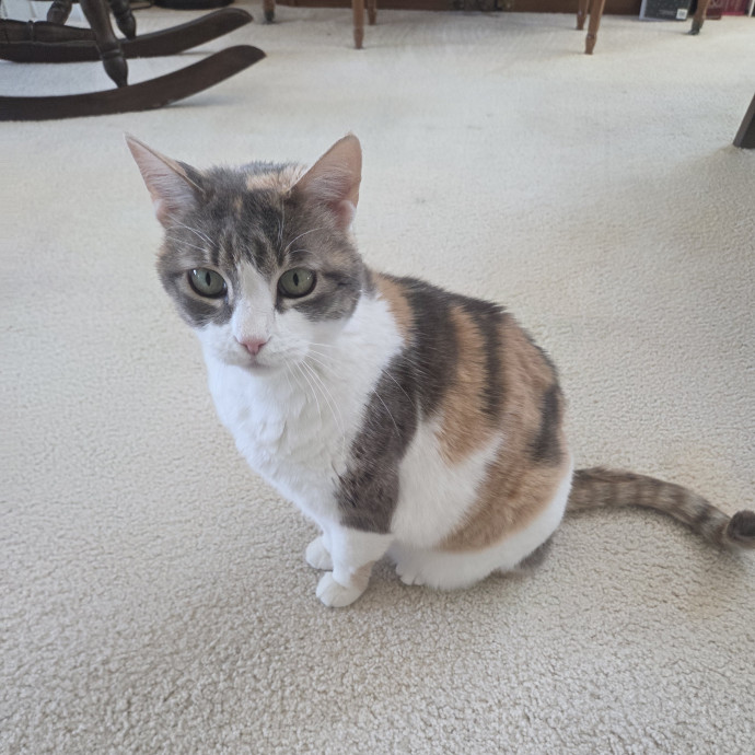Your Purrfect Cat Sitter photo 3